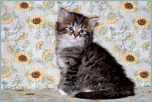 Male Siberian Kitten from Deedlebug Siberians